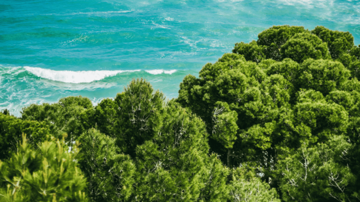onboard:earth Launches Canopy & Help Event Organisers Drive Nature Restoration
